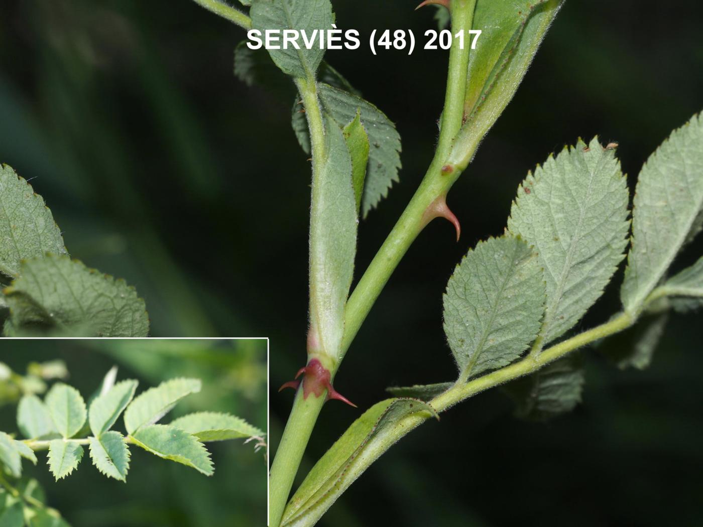 Rose, Thick-leaved leaf